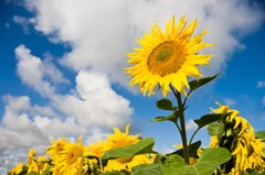 sunflower-standout