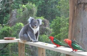 Koala and friends from inside Treetops