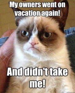 vacation_rental_cat