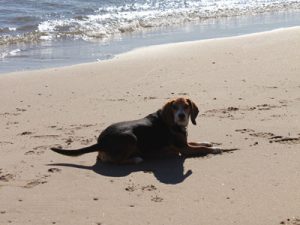 vacation_rental_dog_on_beach